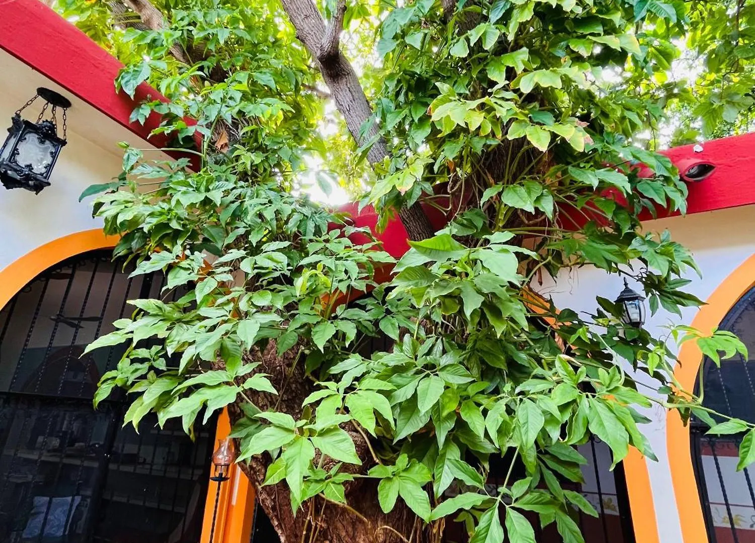 Alojamento de Acomodação e Pequeno-almoço Casa Tres Colibries Acomodação com café da manhã Mérida